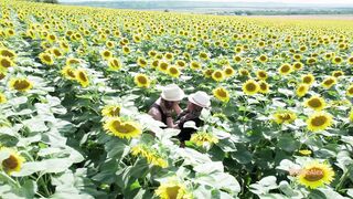 Indian Style Sex On Sunflower Field